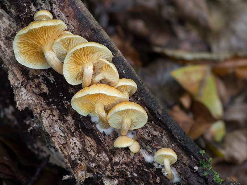 Gymnopilus penetrans